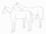 horse11.gif